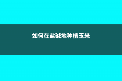 如何在盐碱地种植玉米 (如何在盐碱地种植玉米)