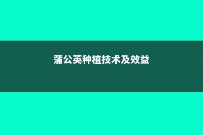 蒲公英的种植技术（时间、方法和效益） (蒲公英种植技术及效益)