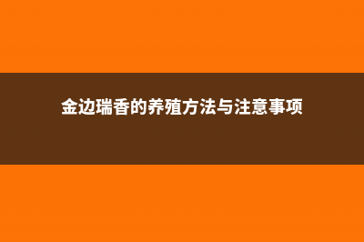 金边瑞香的养殖小窍门，一年开几次花 (金边瑞香的养殖方法与注意事项)