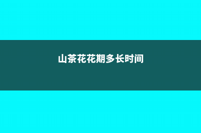 山茶花花期多长时间，怎么浇水施肥和管理 (山茶花花期多长时间)