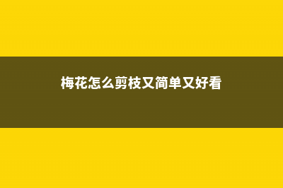 梅花怎么剪枝，什么时候剪枝 (梅花怎么剪枝又简单又好看)