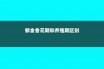 郁金香花期和养护方法 (郁金香花期和养殖期区别)