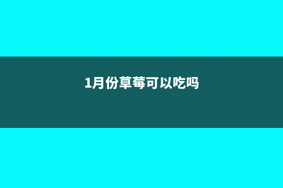 一月份有草莓摘吗 (1月份草莓可以吃吗)