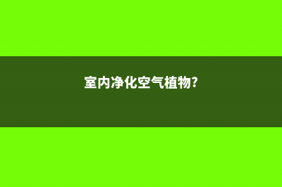 室内净化空气植株栽培方法 (室内净化空气植物?)