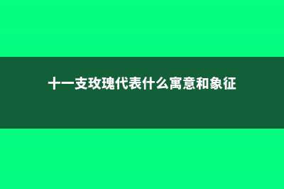 十一支玫瑰代表什么 (十一支玫瑰代表什么寓意和象征)