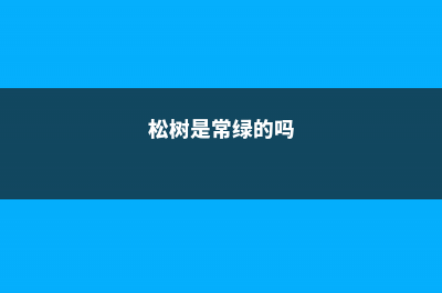 松树是常绿树吗，什么时候种最合适 (松树是常绿的吗)