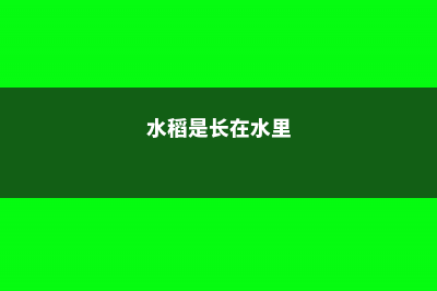 水稻原来生长在哪里 (水稻是长在水里)