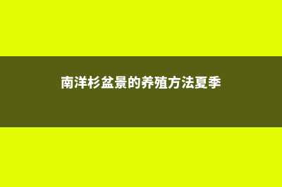 南洋杉的养殖方法和注意事项大全 (南洋杉盆景的养殖方法夏季)