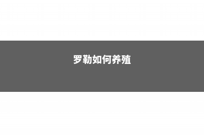 罗勒的养殖方法和注意事项大全 (罗勒如何养殖)