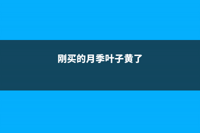 刚买的月季叶子黄了 (刚买的月季叶子黄了)