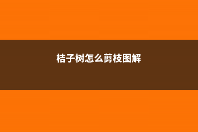 桔子树怎么剪枝 (桔子树怎么剪枝图解)