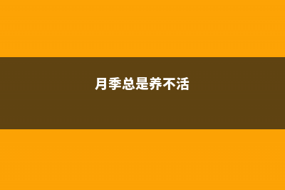 室内月季养不活吗 (月季总是养不活)