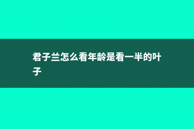 君子兰怎么看年龄 (君子兰怎么看年龄是看一半的叶子)