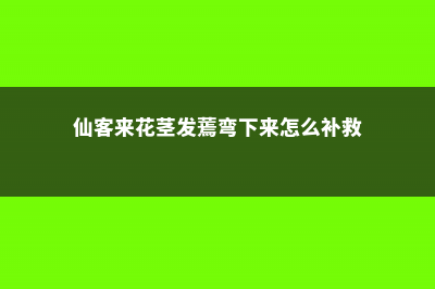 仙客来花茎发蔫弯下来 (仙客来花茎发蔫弯下来怎么补救)