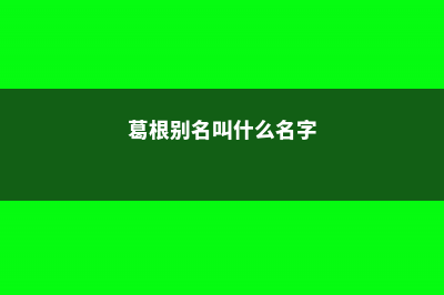 葛根的别名叫什么 (葛根别名叫什么名字)