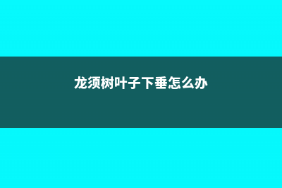 龙须树叶子下垂没精神怎么办 (龙须树叶子下垂怎么办)