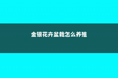 金银花盆栽养殖方法和注意事项 (金银花卉盆栽怎么养殖)