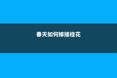 春天如何嫁接桂花 (春天如何嫁接桂花)