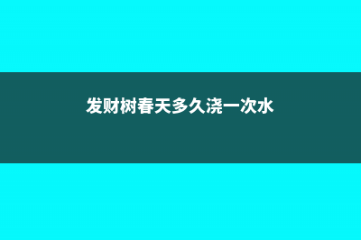 发财树春天施肥方法 (发财树春天多久浇一次水)