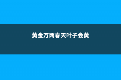 黄金万两春天怎样养殖 (黄金万两春天叶子会黄)