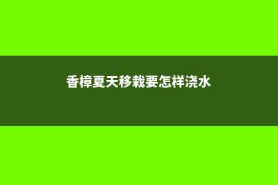 春天移栽的香樟树多少天可以发芽 (香樟夏天移栽要怎样浇水)