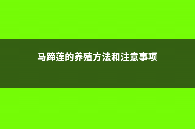 马蹄莲的养殖方法 (马蹄莲的养殖方法和注意事项)