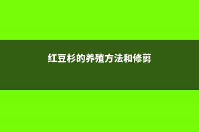 红豆杉的养殖方法和注意事项 (红豆杉的养殖方法和修剪)