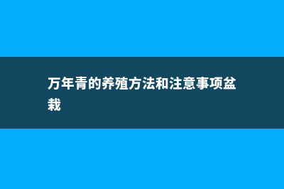 万年青的养殖方法和注意事项 (万年青的养殖方法和注意事项盆栽)