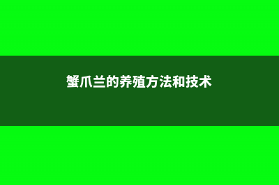 蟹爪兰的养殖方法和注意事项 (蟹爪兰的养殖方法和技术)