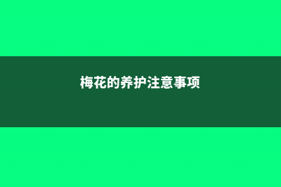 梅花养护要点 (梅花的养护注意事项)