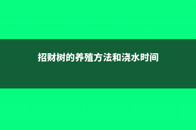 招财树的养殖方法和注意事项 (招财树的养殖方法和浇水时间)