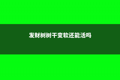 发财树树干变软能救吗 (发财树树干变软还能活吗)