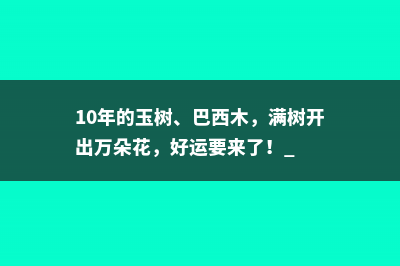 10年的玉树、巴西木，满树开出万朵花，好运要来了！ 