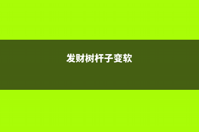 发财树杆软了怎么补救，树皮软了什么原因 (发财树杆子变软)