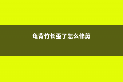 龟背竹长歪了怎么办 (龟背竹长歪了怎么修剪)