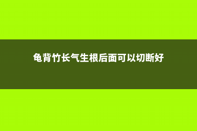 龟背竹长气生根怎么办 (龟背竹长气生根后面可以切断好)