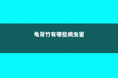 龟背竹都有哪些品种 (龟背竹有哪些病虫害)