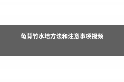 龟背竹水培方法，水培转土培方法 (龟背竹水培方法和注意事项视频)