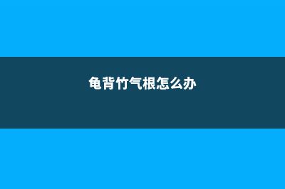 龟背竹气根怎么培育 (龟背竹气根怎么办)