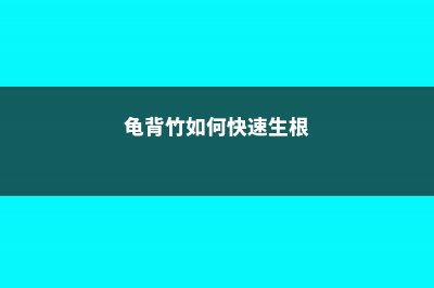 龟背竹如何快速开背，怎么开背 (龟背竹如何快速生根)