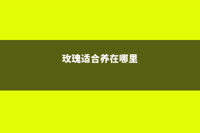 养玫瑰适合什么土，适合室内养吗 (玫瑰适合养在哪里)