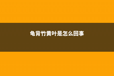 龟背竹黄叶是怎么回事，茎发黑是烂根吗 (龟背竹黄叶是怎么回事)