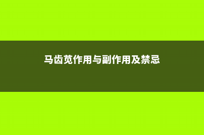 马齿苋“作用”大，花盆里栽一棵，观赏食用都不错！ (马齿苋作用与副作用及禁忌)