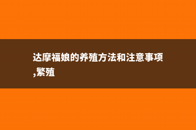 达摩福娘的养殖方法和注意事项 (达摩福娘的养殖方法和注意事项,繁殖)