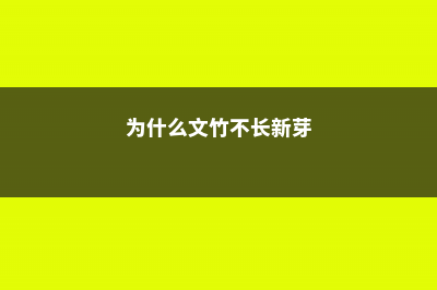 为什么文竹不长叶子 (为什么文竹不长新芽)