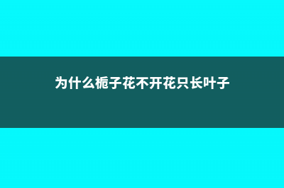 为什么栀子花不开花呢 (为什么栀子花不开花只长叶子)