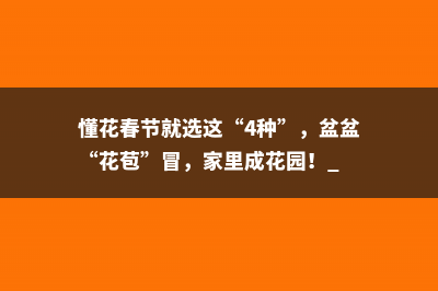 懂花春节就选这“4种”，盆盆“花苞”冒，家里成花园！ 