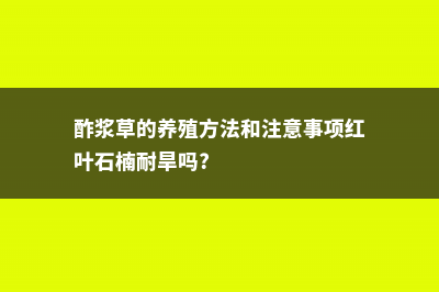 酢浆草的养殖方法和注意事项大全 (酢浆草的养殖方法和注意事项红叶石楠耐旱吗?)