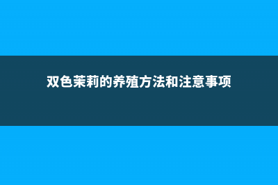 双色茉莉的养殖方法和注意事项大全 (双色茉莉的养殖方法和注意事项)