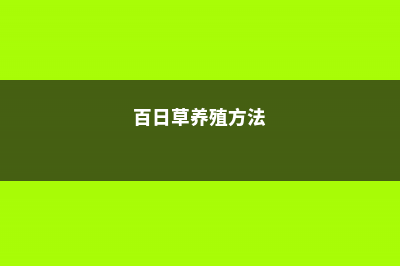 百日草的养殖方法和注意事项大全 (百日草养殖方法)